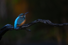 Ijsvogel