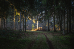 Oosterse-bos