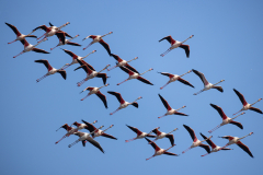 flamingos