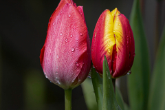 tulpen