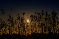 zonsondergang