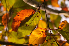 Herfst