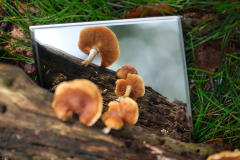 Paddenstoelen