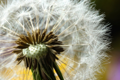 Pluis