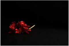 Tulp
