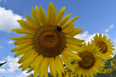 Zonnebloemen-in-Frankrijk-25-07-2025