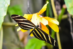 vlinder1