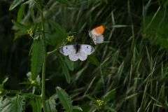 DSC_3003