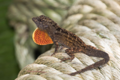 Anolis