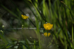 Boterbloem