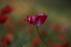Papaver