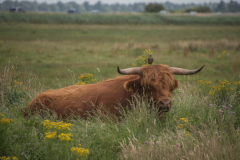 Schotse-Hooglander