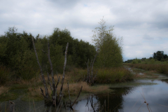 bargerveen