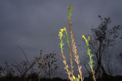 Nieuwschepen-Jan-B-Tegenlicht-teunisbloem