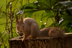DSC00895_2400x1800