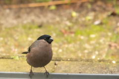 DSC00986_2400x1800