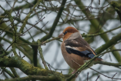 DSC01017_2400x1800