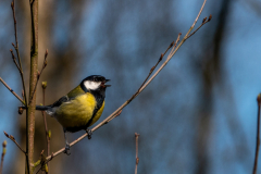 DSC02699_2400x1800