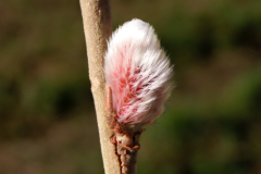 IMG_9579_2400x1800