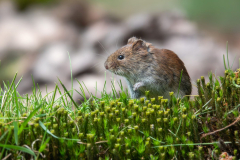 2025-woelmuis