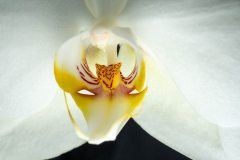 2026-orchidee