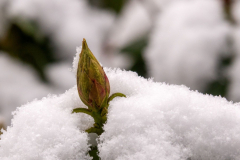 2026-sneeuw