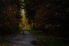 herfst-in-Noordbargerbos