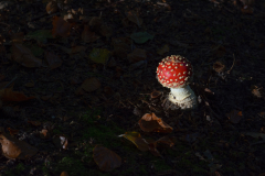 lichtpuntje
