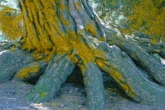 van-Gogh-bewerking-1-van-1