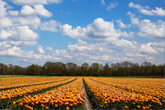 Tulpenveld