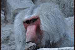 baviaan