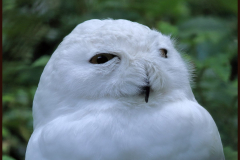 sneeuwuil