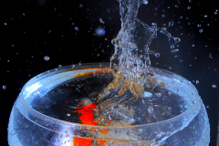 splash-1