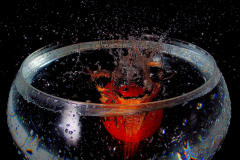 splash-4