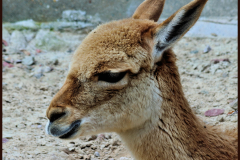 vicuna