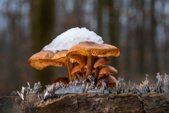 Paddenstoel-met-sneeuwhoed