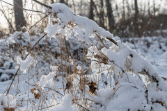 Smeltende-sneeuw-in-het-zon-licht