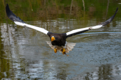 Stellers-zeearend-1