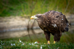 Zeearend-2