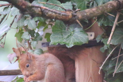 eekhoorntje