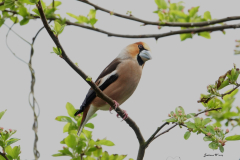 Appelvink-1