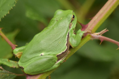 Groene-boomkikker