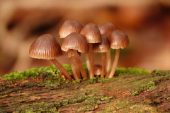Grote-bloedsteelmycena-5