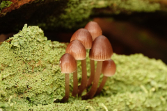 Grote-bloedsteelmycena-9