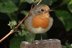 Roodborst