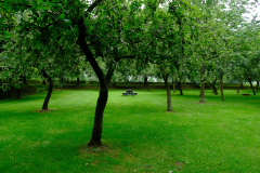 Bomen-in-het-groen