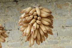 Muur-kunst-traditie-in-Franse-Jura