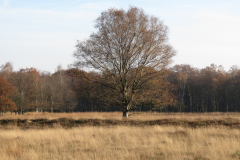 Solitair-boom-in-een-veld