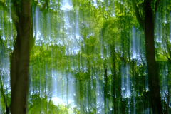 Tranen-in-het-Bos