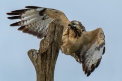 BUIZERD